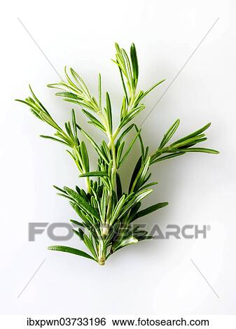 Fresh rosemary leaves View Large Photo Image Stock Photograph - Fresh rosemary leaves. Fotosearch