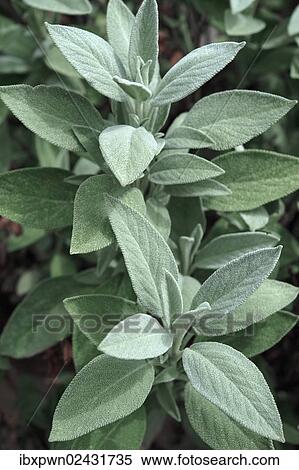 Fresh sage (Salvia) View Large Photo Image Stock Photography - Fresh sage (Salvia). Fotosearch