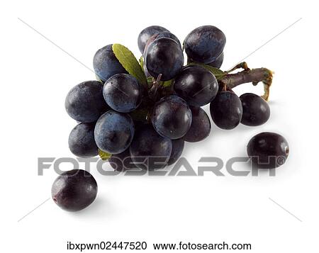 Fresh sloe berries View Large Photo Image Stock Image - Fresh sloe berries. Fotosearch