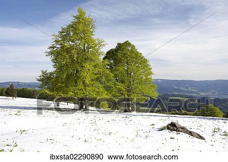 Stock Image - "Fresh snow in spring, beech trees with fresh green foliage on Kandel Mountain in the Black Forest, Baden-Wuerttemberg, Germany, Europe, PublicGround, Europe". Fotosearch