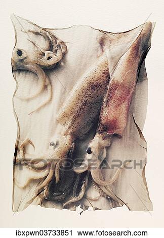 "Fresh squid, polaroid lift" View Large Photo Image Stock Image - "Fresh squid, polaroid lift". Fotosearch
