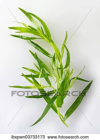 Fresh tarragon leaves View Large Photo Image Stock Image - Fresh tarragon leaves. Fotosearch