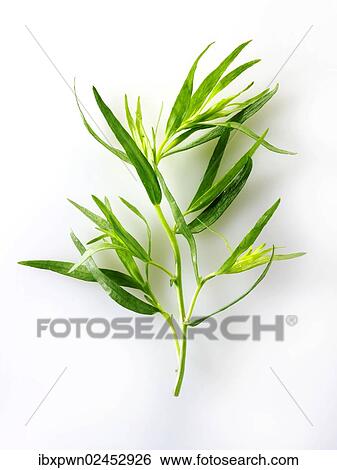 Fresh Tarragon leaves View Large Photo Image Stock Photograph - Fresh Tarragon leaves. Fotosearch