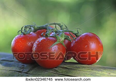 Fresh vine tomatoes View Large Photo Image Stock Photography - Fresh vine tomatoes. Fotosearch