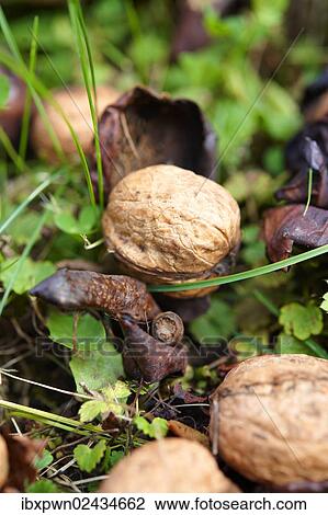Fresh Walnuts (Juglans regia) fallen from a tree View Large Photo Image Stock Image - Fresh Walnuts (Juglans regia) fallen from a tree. Fotosearch