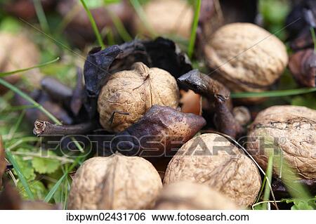 "Fresh walnuts (Juglans regia), in the grass" View Large Photo Image Stock Photograph - "Fresh walnuts (Juglans regia), in the grass". Fotosearch