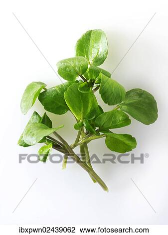 Stock Image - Fresh watercress leaves. Fotosearch