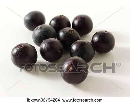 Fresh whole Acai berries (Euterpe oleracea) View Large Photo Image Picture - Fresh whole Acai berries (Euterpe oleracea). Fotosearch