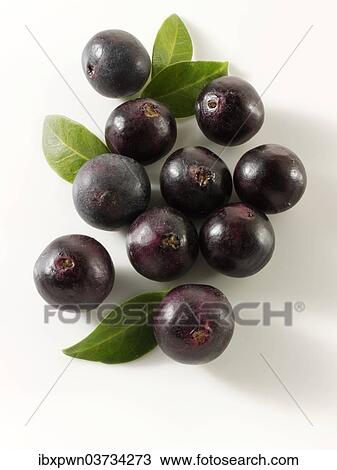 Fresh whole Acai berries (Euterpe oleracea) View Large Photo Image Stock Image - Fresh whole Acai berries (Euterpe oleracea). Fotosearch