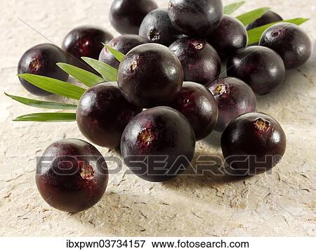 Fresh whole Acai berries (Euterpe oleracea) View Large Photo Image Stock Photo - Fresh whole Acai berries (Euterpe oleracea). Fotosearch