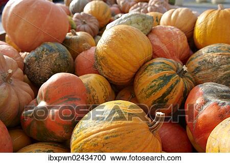 Stock Image - Fresh whole pumpkins and squashes. Fotosearch
