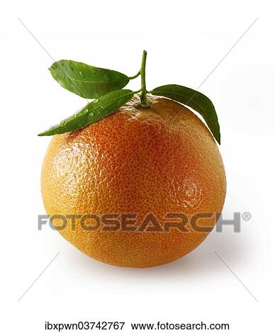 Fresh whole red grapefruit View Large Photo Image Stock Photo - Fresh whole red grapefruit. Fotosearch