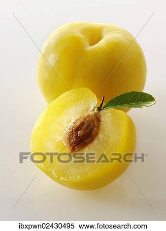 Fresh yellow plums View Large Photo Image Stock Photography - Fresh yellow plums. Fotosearch