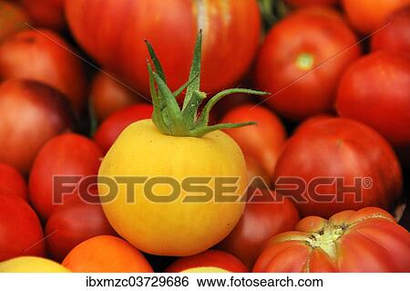 "Fresh yellow Tomato (Solanum lycopersicum) in front of red tomatoes, Lower Saxony, Germany, Europe" View Large Photo Image Stock Photograph - "Fresh yellow Tomato (Solanum lycopersicum) in front of red tomatoes, Lower Saxony, Germany, Europe". Fotosearch
