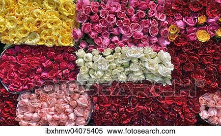 "Freshly cut roses in various colours, for sale, State of Morelos, Mexico, North America" View Large Photo Image Stock Photography - "Freshly cut roses in various colours, for sale, State of Morelos, Mexico, North America". Fotosearch