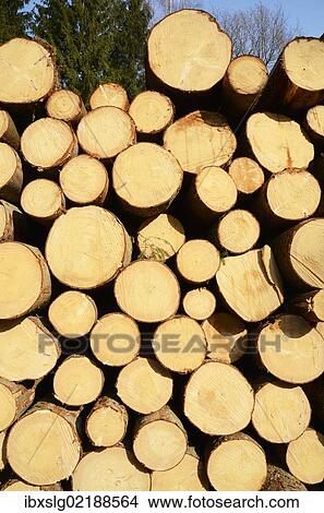 "Freshly cut spruce logs, piled wood awaiting removal near Raubling, Bavaria, Germany, Europe" View Large Photo Image Picture - "Freshly cut spruce logs, piled wood awaiting removal near Raubling, Bavaria, Germany, Europe". Fotosearch