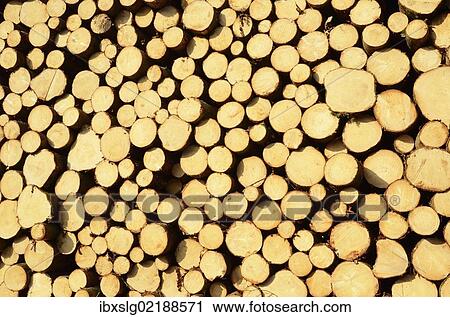 "Freshly cut spruce logs, piled wood awaiting removal near Raubling, Bavaria, Germany, Europe" View Large Photo Image Stock Image - "Freshly cut spruce logs, piled wood awaiting removal near Raubling, Bavaria, Germany, Europe". Fotosearch