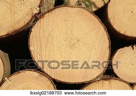 "Freshly cut spruce logs, piled wood awaiting removal near Raubling, Bavaria, Germany, Europe" View Large Photo Image Stock Image - "Freshly cut spruce logs, piled wood awaiting removal near Raubling, Bavaria, Germany, Europe". Fotosearch