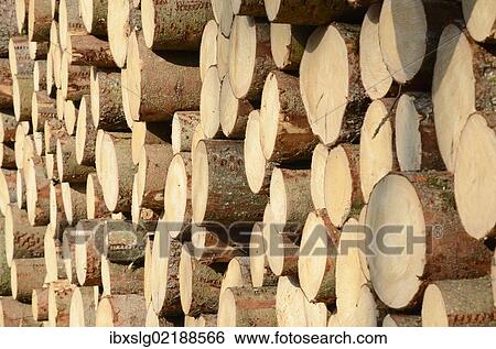 "Freshly cut spruce logs, piled wood awaiting removal near Raubling, Bavaria, Germany, Europe" View Large Photo Image Stock Photograph - "Freshly cut spruce logs, piled wood awaiting removal near Raubling, Bavaria, Germany, Europe". Fotosearch