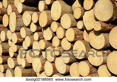 "Freshly cut spruce logs, piled wood awaiting removal near Raubling, Bavaria, Germany, Europe" View Large Photo Image Stock Photography - "Freshly cut spruce logs, piled wood awaiting removal near Raubling, Bavaria, Germany, Europe". Fotosearch
