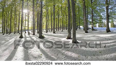 "Freshly fallen snow in spring, beech trees with fresh green leaves, Mt Kandel, Black Forest, Baden-Wuerttemberg, Germany, Europe" View Large Photo Image Picture - "Freshly fallen snow in spring, beech trees with fresh green leaves, Mt Kandel, Black Forest, Baden-Wuerttemberg, Germany, Europe". Fotosearch