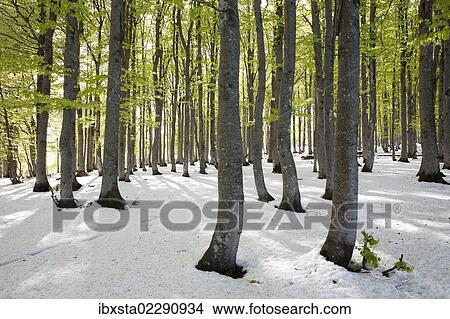 "Freshly fallen snow in spring, beech trees with fresh green leaves, Mt Kandel, Black Forest, Baden-Wuerttemberg, Germany, Europe" View Large Photo Image Picture - "Freshly fallen snow in spring, beech trees with fresh green leaves, Mt Kandel, Black Forest, Baden-Wuerttemberg, Germany, Europe". Fotosearch