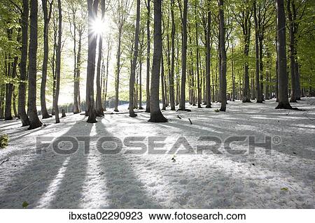 "Freshly fallen snow in spring, beech trees with fresh green leaves, Mt Kandel, Black Forest, Baden-Wuerttemberg, Germany, Europe" View Large Photo Image Stock Image - "Freshly fallen snow in spring, beech trees with fresh green leaves, Mt Kandel, Black Forest, Baden-Wuerttemberg, Germany, Europe". Fotosearch