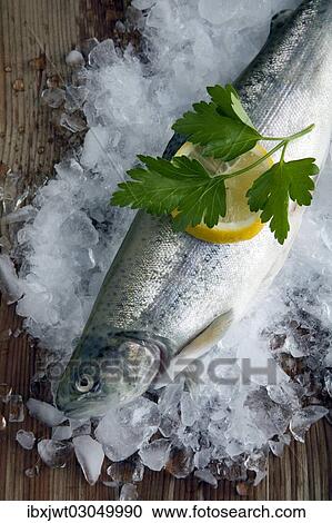 Stock Image - Freshly gutted brook trout with ice on a wooden surface. Fotosearch