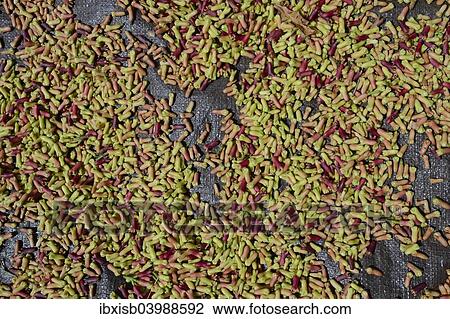 Stock Image - "Freshly-harvested cloves (Syzygium aromaticum) laid out to dry, Munduk, Bali, Indonesia, Asia". Fotosearch