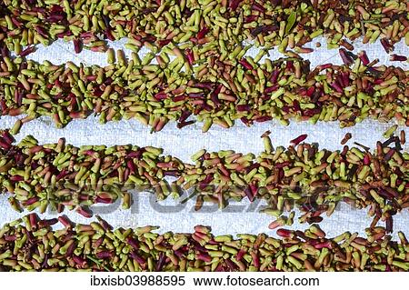 Stock Photography - "Freshly-harvested cloves (Syzygium aromaticum) laid out to dry, Munduk, Bali, Indonesia, Asia". Fotosearch