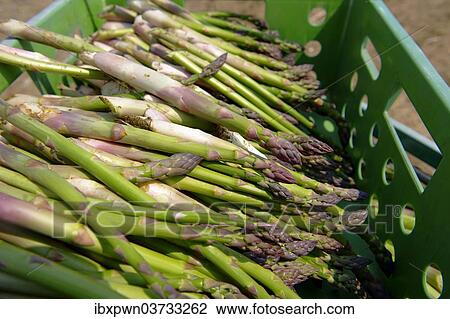 Freshly harvested English asparagus View Large Photo Image Stock Image - Freshly harvested English asparagus. Fotosearch