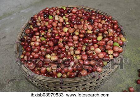 "Freshly harvested green or raw coffee, Bali, Indonesia, Asia" View Large Photo Image Stock Image - "Freshly harvested green or raw coffee, Bali, Indonesia, Asia". Fotosearch