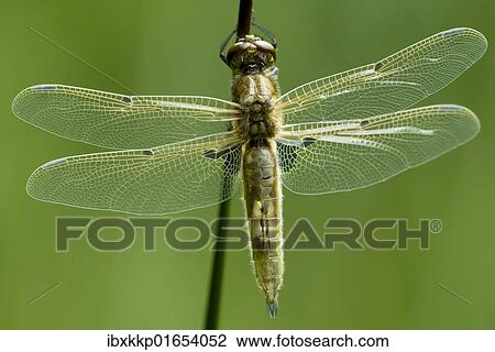 Freshly hatched Four-spotted Chaser (Libellula quadrimaculata) View Large Photo Image Stock Image - Freshly hatched Four-spotted Chaser (Libellula quadrimaculata). Fotosearch