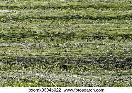 "Freshly mown grass, Smaland, Sweden, Europe" View Large Photo Image Stock Image - "Freshly mown grass, Smaland, Sweden, Europe". Fotosearch
