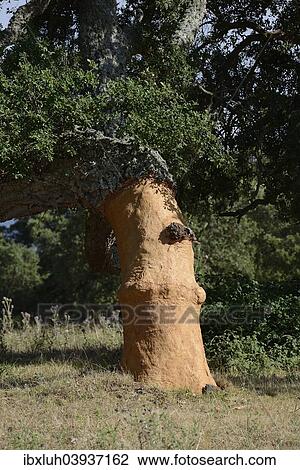 "Freshly peeled Cork Oak (Quercus suber), Aglientu, Sardinia, Italy, Europe" View Large Photo Image Stock Image - "Freshly peeled Cork Oak (Quercus suber), Aglientu, Sardinia, Italy, Europe". Fotosearch