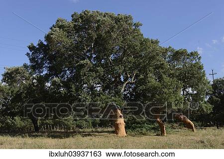 "Freshly peeled Cork Oaks (Quercus suber), Aglientu, Sardinia, Italy, Europe" View Large Photo Image Stock Image - "Freshly peeled Cork Oaks (Quercus suber), Aglientu, Sardinia, Italy, Europe". Fotosearch