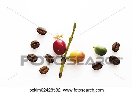 Freshly picked and roasted coffee beans View Large Photo Image Stock Image - Freshly picked and roasted coffee beans. Fotosearch