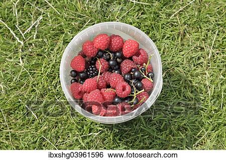 Freshly-picked berries in a small bucket View Large Photo Image Stock Photograph - Freshly-picked berries in a small bucket. Fotosearch