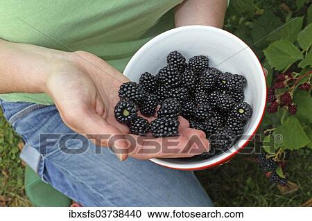 "Freshly picked blackberries in a bowl, Hesse, Germany, Europe" View Large Photo Image Stock Image - "Freshly picked blackberries in a bowl, Hesse, Germany, Europe". Fotosearch