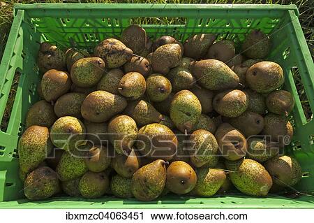 Freshly picked Pears (Pyrus communis) in a crate View Large Photo Image Stock Image - Freshly picked Pears (Pyrus communis) in a crate. Fotosearch
