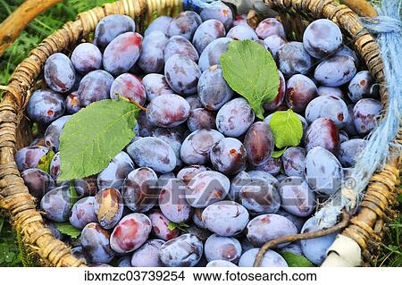 "Freshly picked plums in a basket, Middle Franconia, Bavaria, Germany, Europe" View Large Photo Image Picture - "Freshly picked plums in a basket, Middle Franconia, Bavaria, Germany, Europe". Fotosearch