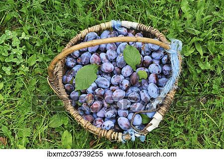 "Freshly picked plums in a basket, Middle Franconia, Bavaria, Germany, Europe" View Large Photo Image Stock Photography - "Freshly picked plums in a basket, Middle Franconia, Bavaria, Germany, Europe". Fotosearch