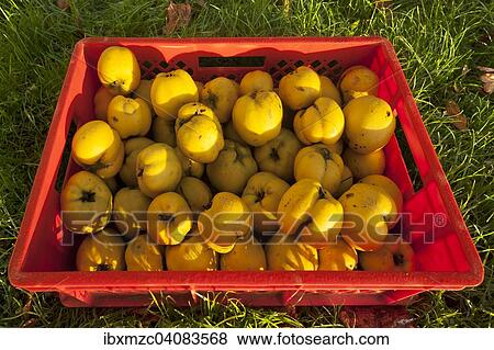 Freshly picked quinces with dew drops in a crate in the grass View Large Photo Image Stock Photo - Freshly picked quinces with dew drops in a crate in the grass. Fotosearch