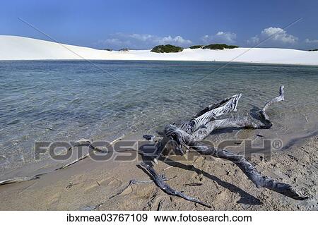 "Freshwater lagoon, Parque Nacional dos Lencois Maranhenses or Lencois Maranhenses National Park, Maranhao, Brazil, South America" View Large Photo Image Stock Photo - "Freshwater lagoon, Parque Nacional dos Lencois Maranhenses or Lencois Maranhenses National Park, Maranhao, Brazil, South America". Fotosearch
