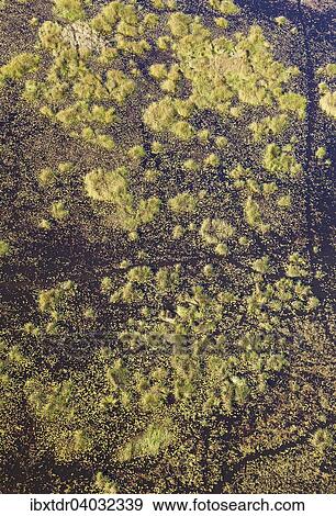 Stock Photo - "Freshwater marshes with animal trails, aerial view, Okavango Delta, Botswana, Africa". Fotosearch