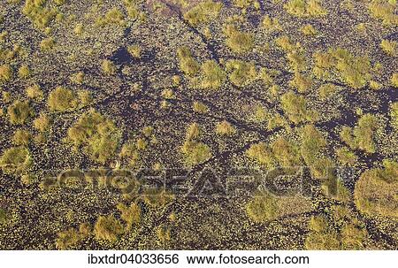 "Freshwater marshes with animal trails, aerial view, Okavango Delta, Botswana, Africa" View Large Photo Image Stock Photograph - "Freshwater marshes with animal trails, aerial view, Okavango Delta, Botswana, Africa". Fotosearch