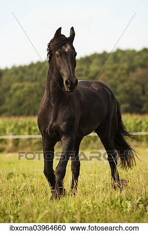 "Friesian horse, mature gelding on a meadow" View Large Photo Image Stock Image - "Friesian horse, mature gelding on a meadow". Fotosearch