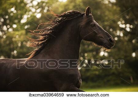 "Friesian horse, mature gelding" View Large Photo Image Stock Photo - "Friesian horse, mature gelding". Fotosearch