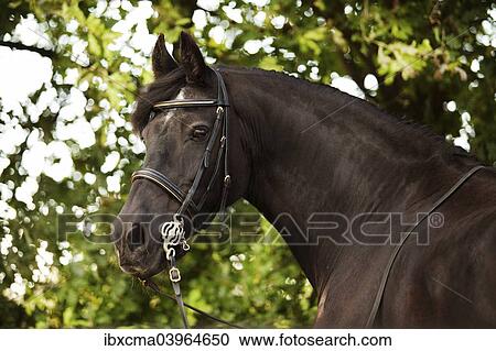 "Friesian horse, mature gelding, with a bridle and a baroque harness" View Large Photo Image Stock Image - "Friesian horse, mature gelding, with a bridle and a baroque harness". Fotosearch