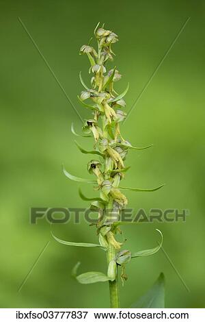 Stock Photo - "Frog Orchid (Coeloglossum viride), flower, Thuringia, Germany, Europe". Fotosearch